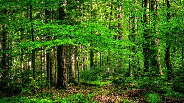 Stratégie Nationale Bas-Carbone : l’utopie brisée