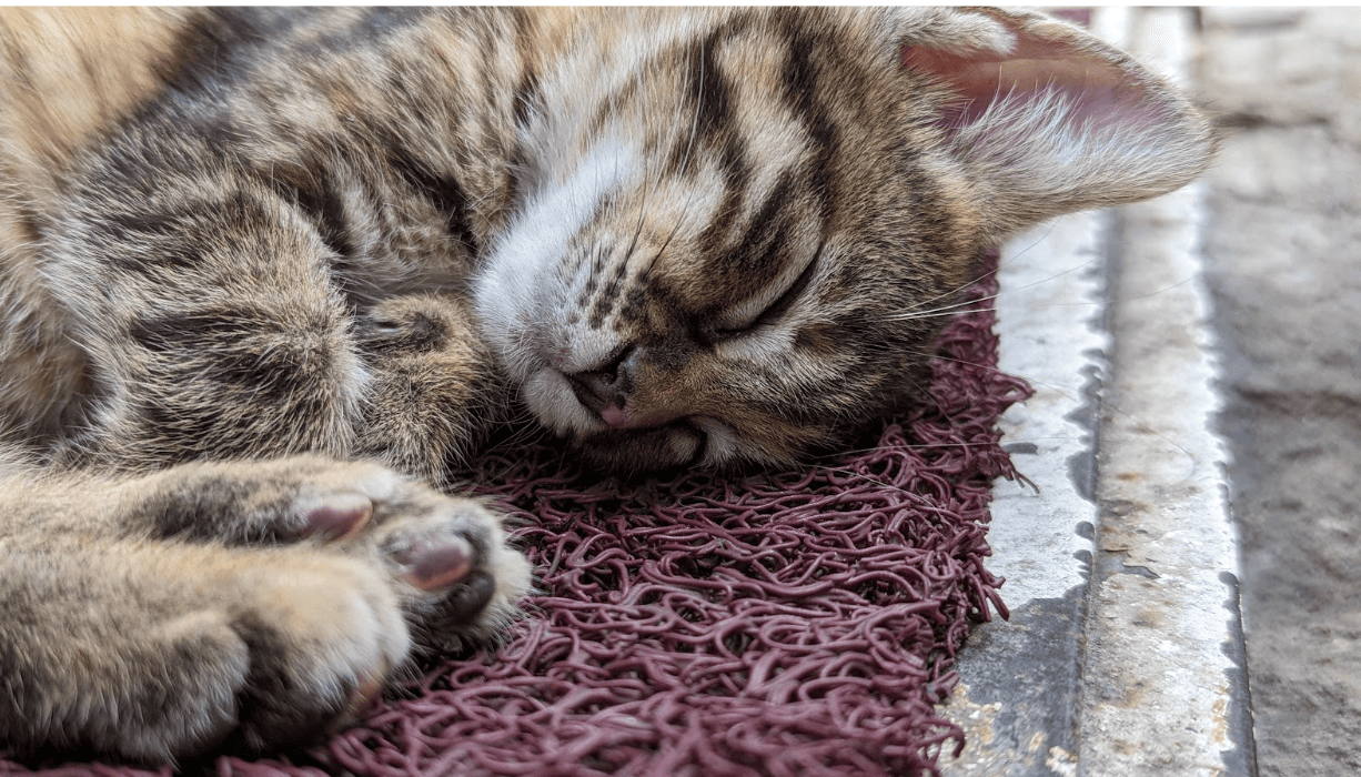 The Stray Cats of Turkey: Unveiling the Unique Communal Pet Culture